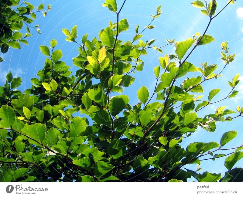 In the Garden of Eden IV Tree Green Summer Spring Mount Eden Deities Yellow Clouds Blue Sky Branch Tree trunk Weather God Joy Nature