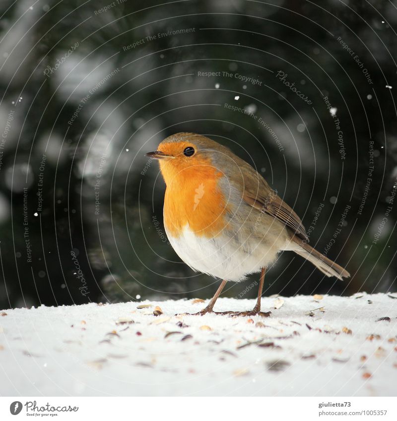 My little darling Winter Snow Snowfall Garden Animal Wild animal Bird Robin redbreast Songbirds 1 Observe To feed Feeding Esthetic Friendliness Beautiful