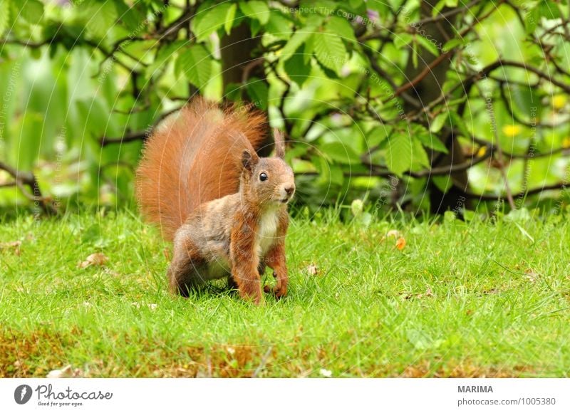 A squirrel on green grass. Nature Animal Grass Meadow Pelt Hair Wild animal Rust Brown Green Red Watchfulness intent Beige Squirrel Eurasian red squirrel Europe