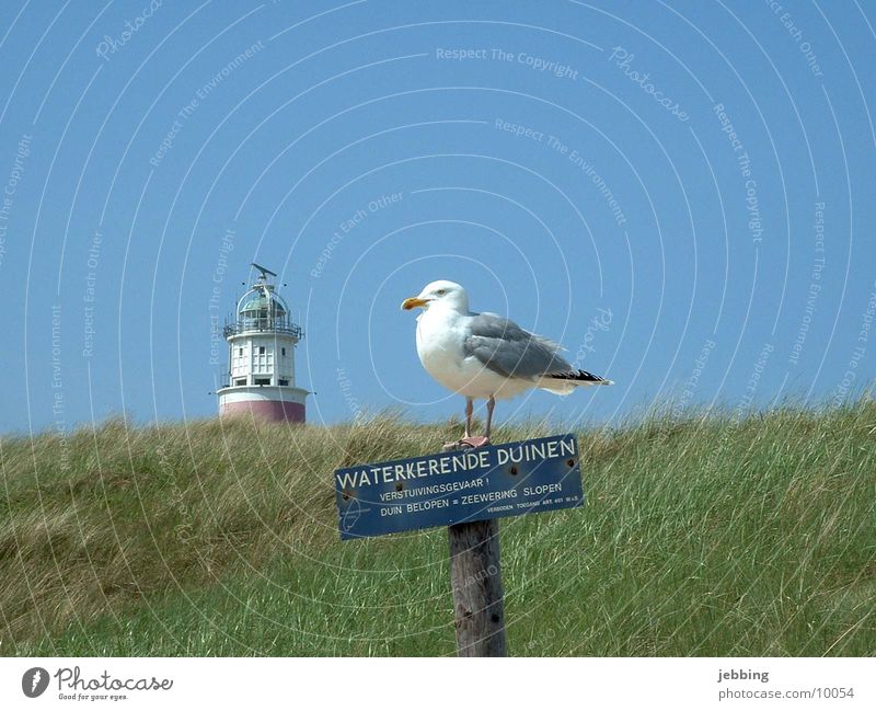 idyllic Ocean Lake Seagull Bird Lighthouse Grass Gull birds Iceland Sky Blue sky North Sea Beach dune landscape. blue sky Signs and labeling sea northsea Idyll