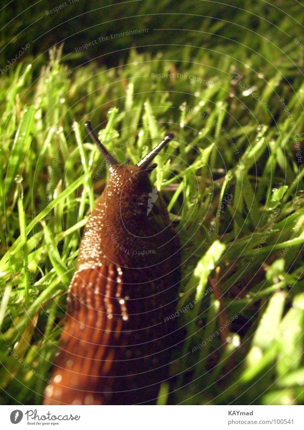 slimy Meadow Night Calm Loneliness Grass Wet Slimy Disgust Macro (Extreme close-up) Close-up Snail