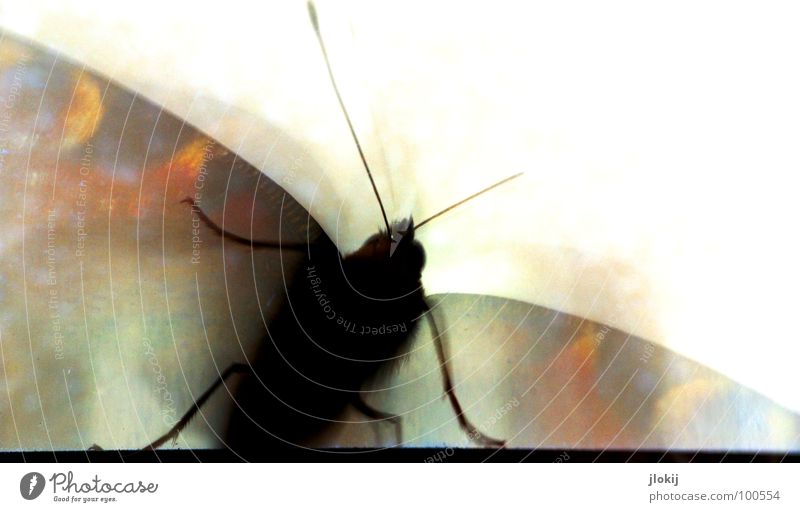 Butterfly IV Painted Judder Multicoloured Window Feeler Back-light Insect Beautiful Elegant Delicate Soft Fragile Lovely White Isolated Image Animal Nature