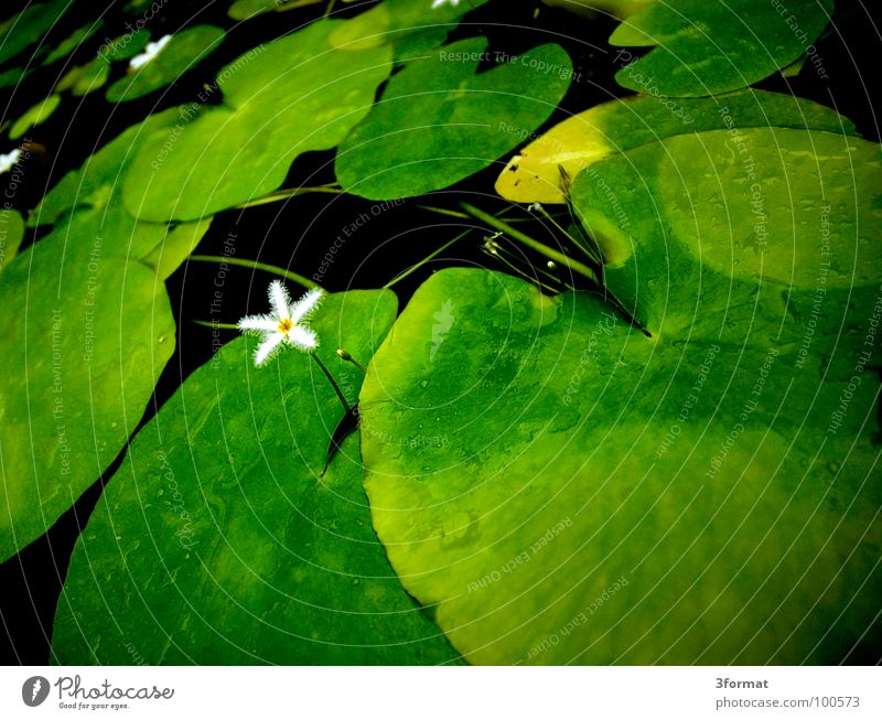 seerose03 Water lily Flower Blossom Rose Plant Lake Pond Dark Black Green Reflection Velvet Velvety Carpet Damp Cold Morning Individual Loneliness Greenhouse