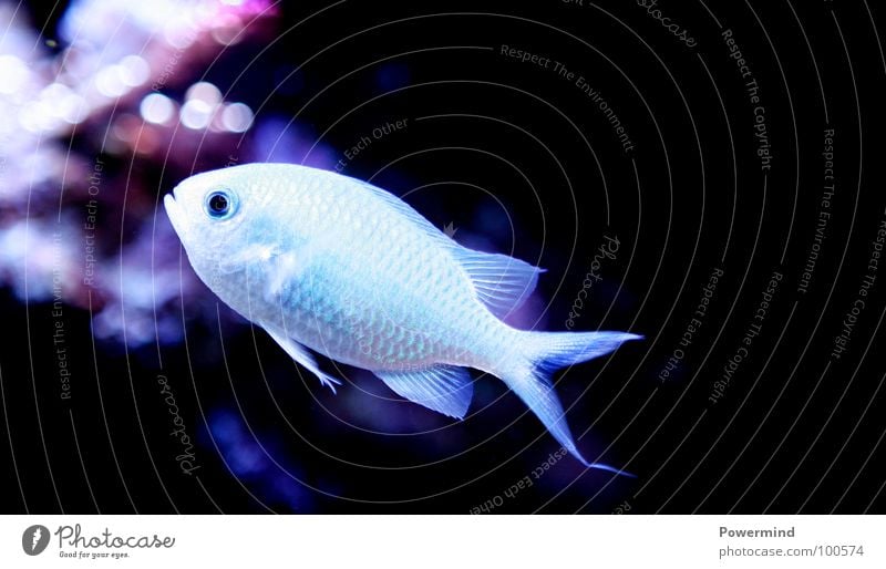 Floating fish stick Ocean Water Light Clean Water pump Fish Underwater photo Lighting sea dweller Endangered species Exotic Red Sea Barn aquarium enthusiast