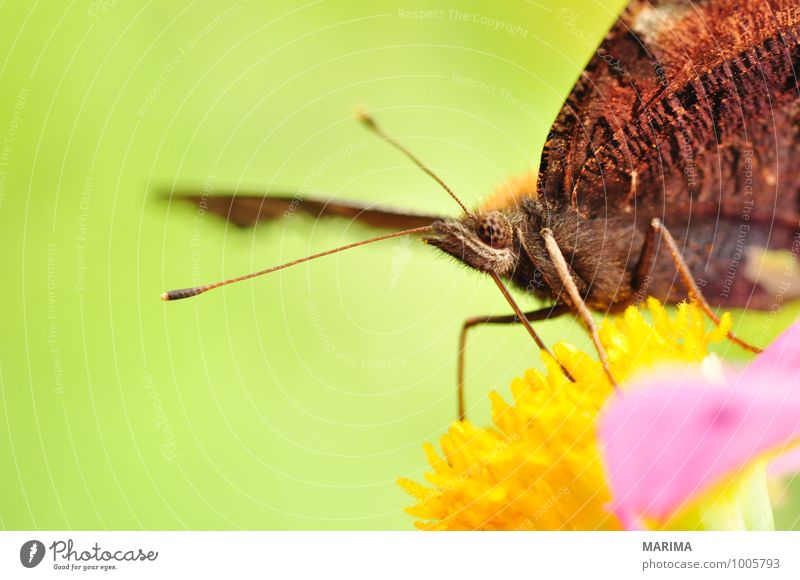 European Peacock sitting on pink dahlia Beautiful Garden Environment Nature Plant Animal Flower Blossom Sit Disgust Green Pink Red outside bloom colourful