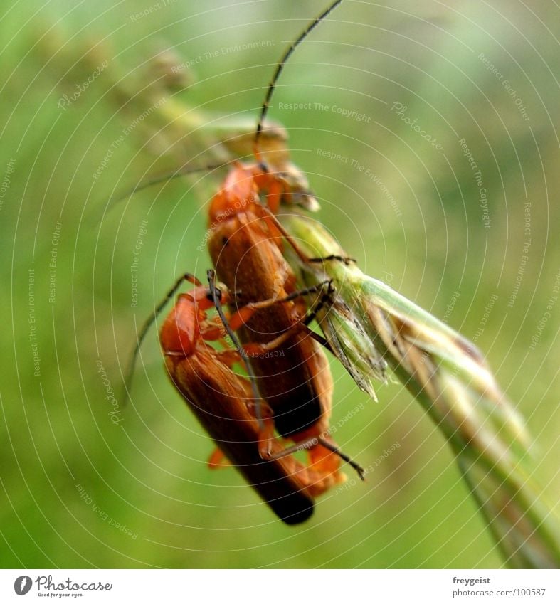 (all) Love for your birthday :) Animal Blade of grass Wobble Detail Beetle Joy