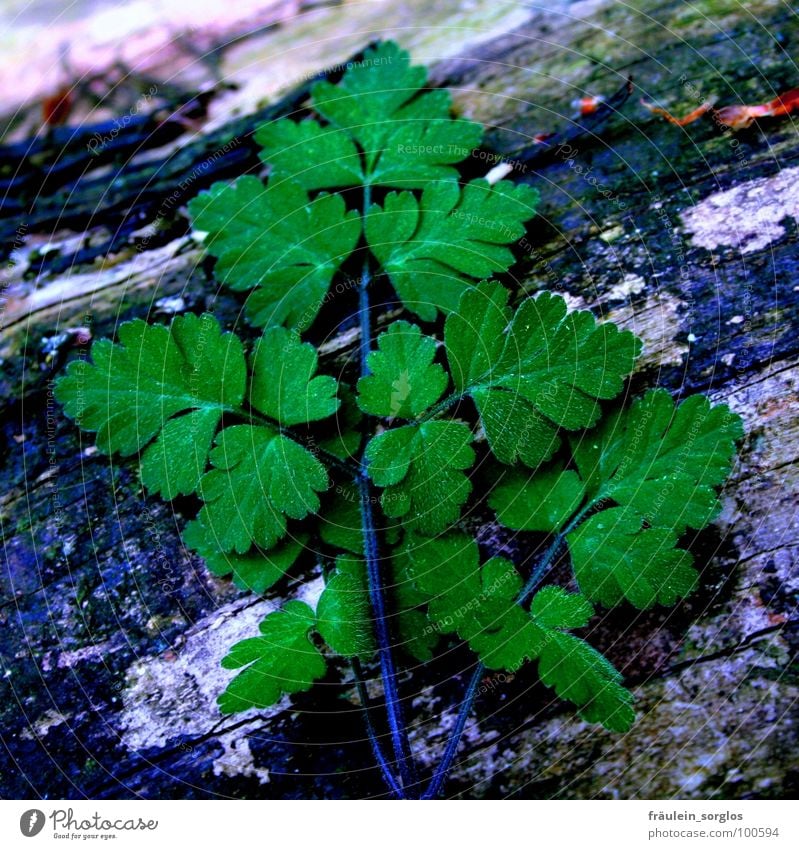 green leaf on dark ground Green Tree trunk Plant Maturing time Nature Life Growth