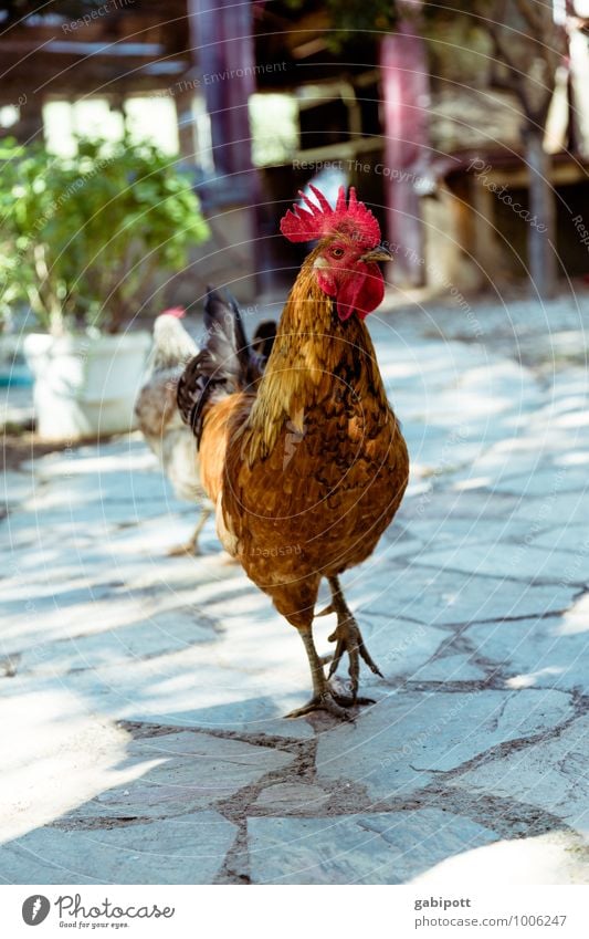 the Lord in the court (2) Animal Pet Farm animal Rooster 1 Friendliness Natural Blue Brown Red Pride Swagger Crow Cockscomb Plumed Calm Colour photo