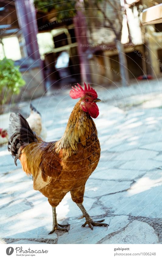 the gentleman in the courtyard Animal Pet Farm animal Rooster Cockscomb 1 Strong Blue Brown Red Swagger Pride Conceited Spring fever Crow Bird Plumed