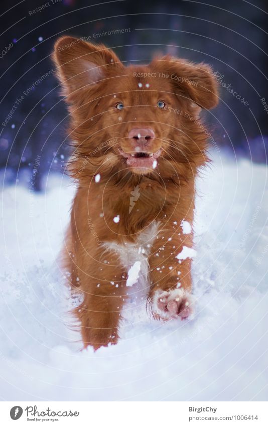 Bagizo Nature Winter Snow Animal Pet Dog 1 Walking Running Nova Scotia Duck Tolling Retriever Colour photo Subdued colour Exterior shot Looking