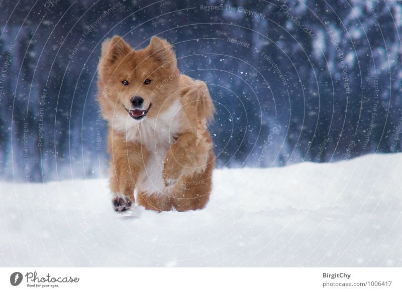 barnie Nature Winter Snow Snowfall Animal Pet Dog 1 Walking Running Colour photo Subdued colour Exterior shot Looking into the camera Forward