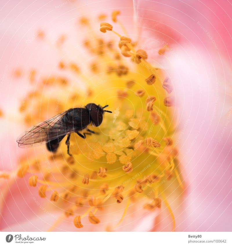 You're a busy little bee, my ass! Insect Bee Stamen Flower Blossom Collection Search To enjoy Costs Macro (Extreme close-up) Close-up Summer Fly Nectar