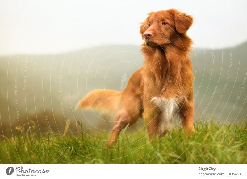 Bagizo Grass Meadow Hill Mountain Animal Pet Dog 1 Stand Nova Scotia Duck Tolling Retriever Colour photo Subdued colour Exterior shot Sunlight Animal portrait