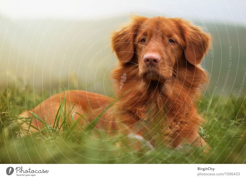 Bagizo Meadow Animal Pet Dog 1 Lie Nova Scotia Duck Tolling Retriever Colour photo Subdued colour Exterior shot Animal portrait Front view Forward