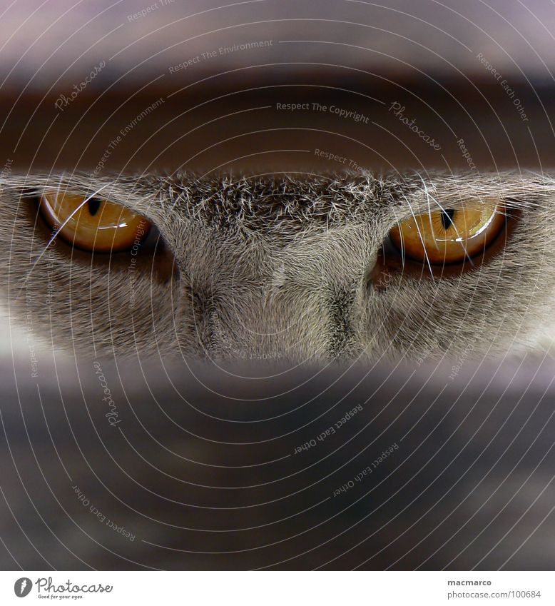 Look me in the eye, little one. Cat Animal Vista Pelt Amber Mystic Enchanting Intensive Mammal Macro (Extreme close-up) Close-up Concentrate Cat eyes