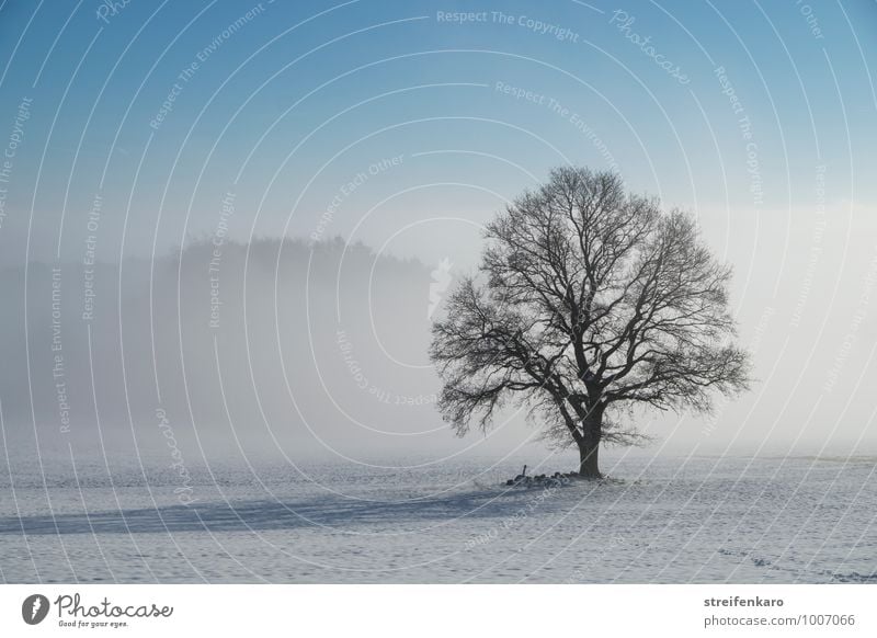 Single tree on snowy field in ground fog and sunshine Hiking Agriculture Landscape Plant Sun Winter Beautiful weather Fog Snow Tree Field Eifel Esthetic Joy