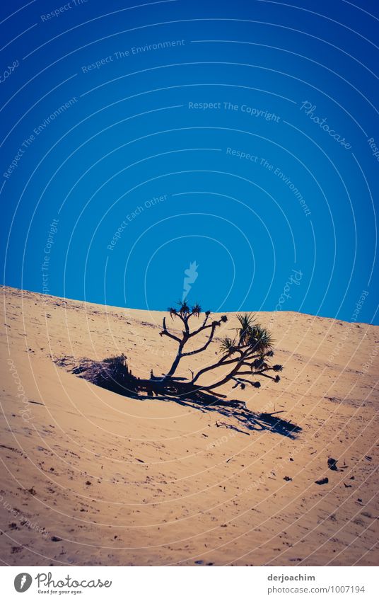 Single plant in the dunes at Rainbow Beach. Queensland / Australia, loner Exotic Calm Summer vacation Environment Sand Plant Deserted Beach dune Observe