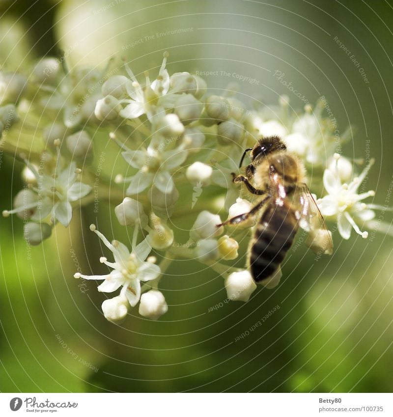 Hard working without end Insect Bee Flower Stamen Blossom Collection Search Diligent To enjoy Costs Summer Macro (Extreme close-up) Close-up Nature Nectar