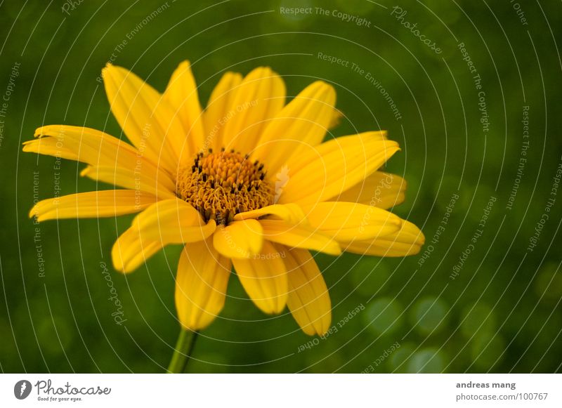 yellow Flower Yellow Green Near Meadow Grass Beautiful Macro (Extreme close-up) Lawn