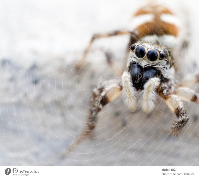 curious hairy bouncer Spider Stripe Jump Hop Small Speed Curiosity Zebra Crawl Playing Concrete Diminutive Sweet Pelt Looking Attack Defensive Calm Wait