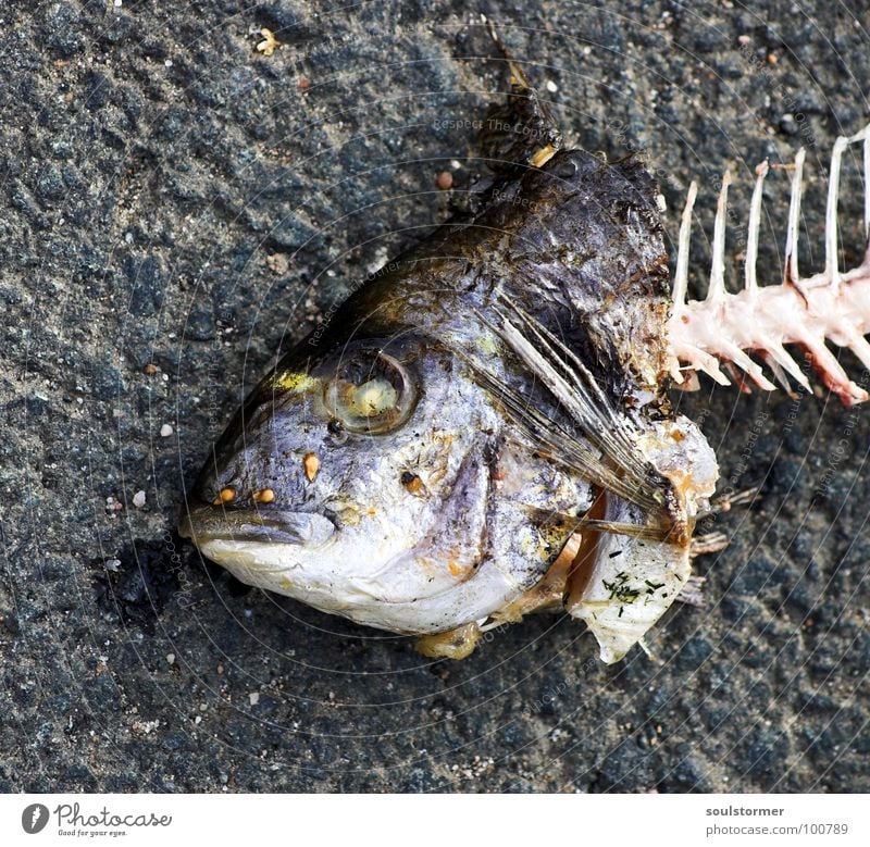 fishhead Fish mouth Breathe Summer Nutrition Food Fisheye Animal Fish bone Transience Disgust Yuck Bah Obscure Mouth Water Eyes Death dead sea dweller Funny ihh