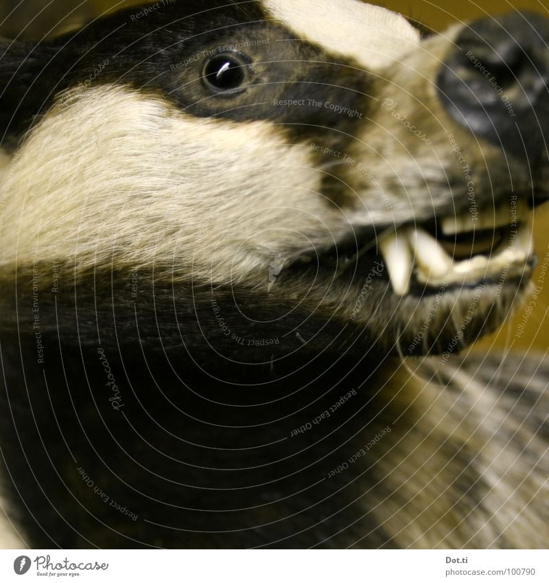 stuffed badger Animal Badger Land-based carnivore Beast Caress Trenchant Pelt Beard hair Fang Snarl Button eyes Ferocious cute Cute Fairy tale Zoology