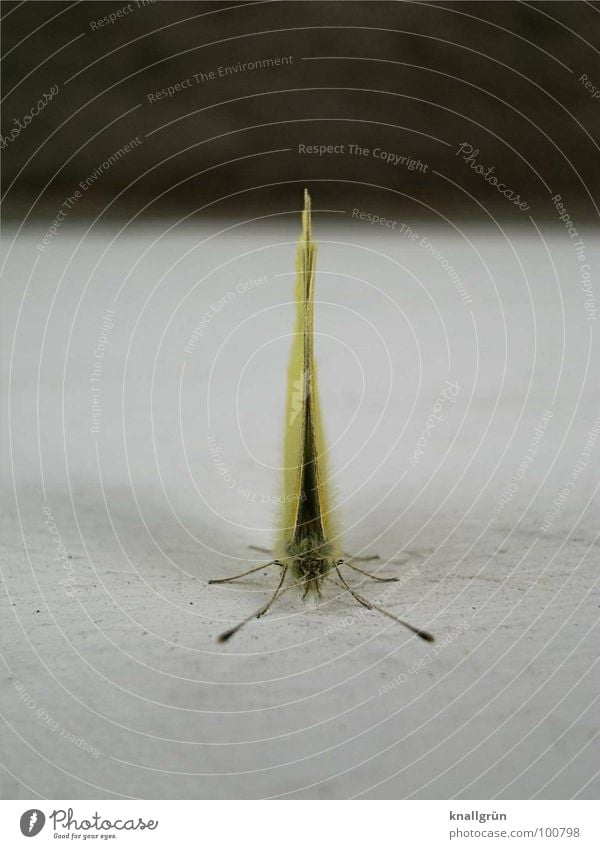 cosmos Butterfly Moth Insect Green White Feeler Animal Brimestone Visitor Macro (Extreme close-up) Close-up Universe Wing ground contact Contact disembarked