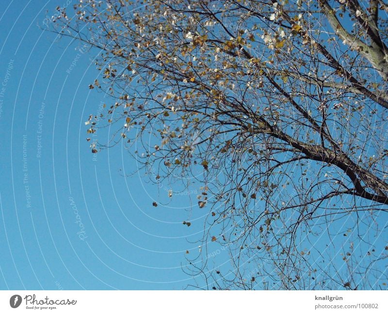 transience Tree Branchage Transience Early fall Plant Autumn Sky bright blue Blue Cloudless Branches Nature