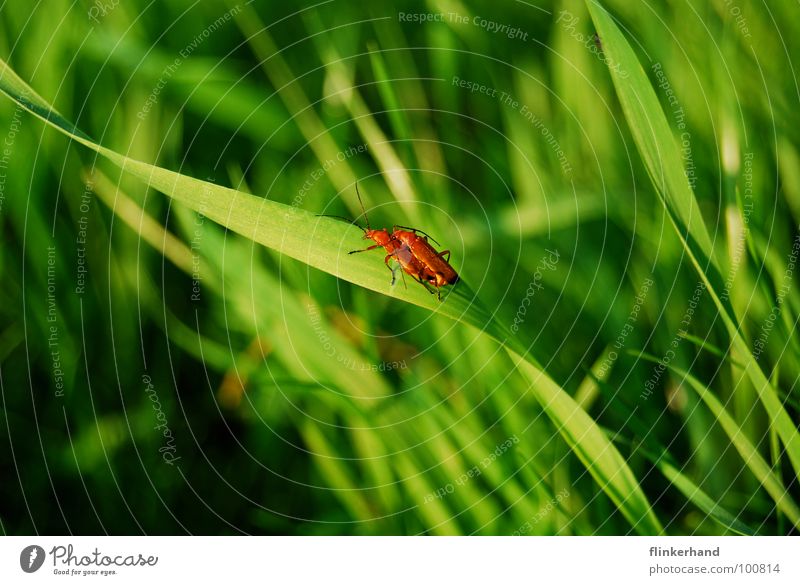 l'amour. Joy Happy Summer Animal Grass Meadow Beetle Wing Flying Bright Green Emotions Optimism Insect Blade of grass Orgasm Lighting Exterior shot Close-up