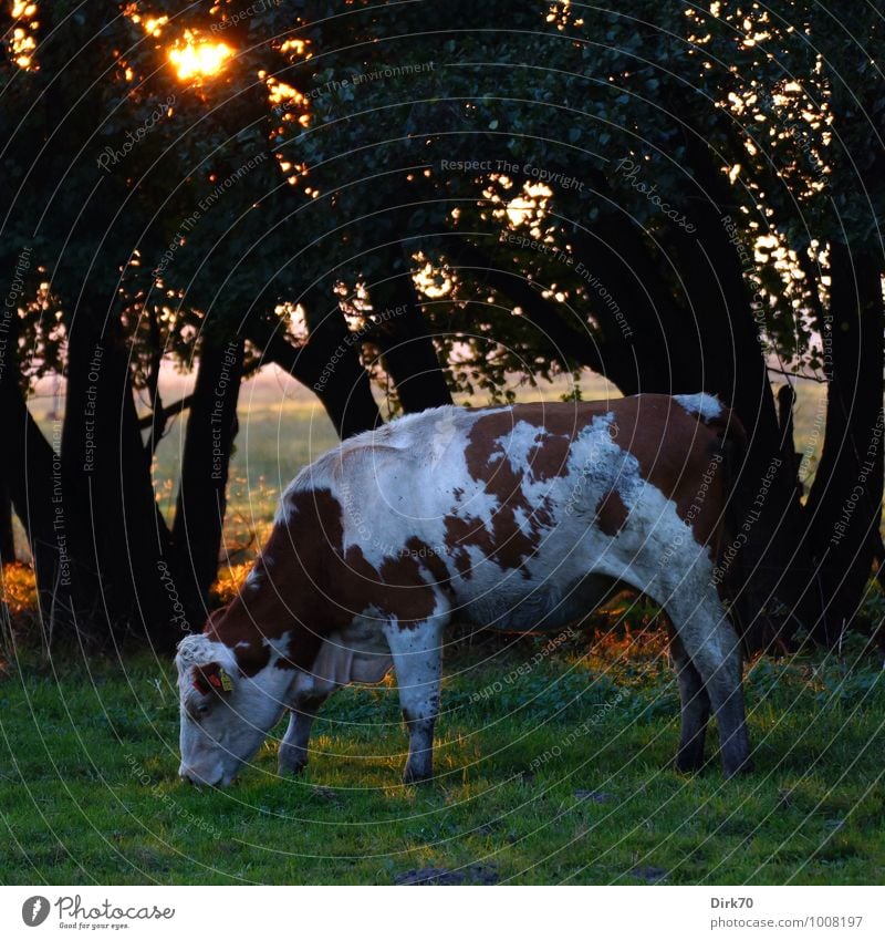 On a warm summer evening ... Agriculture Forestry Cattle breeding Livestock breeding Sun Sunlight Summer Beautiful weather Tree Grass Field Pasture