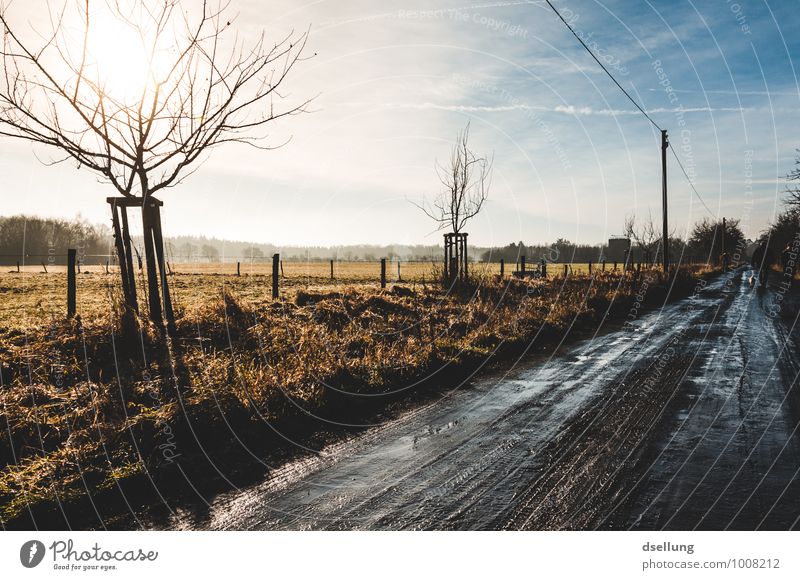 Morning. Environment Nature Landscape Sky Clouds Sun Sunrise Sunset Sunlight Winter Beautiful weather Tree Field Street Lanes & trails Footpath Healthy Cold Wet