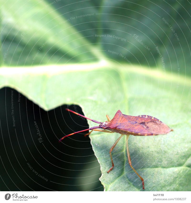 Bug on the lurk Plant Animal Sun Sunlight Summer Warmth Leaf Foliage plant Garden Park Meadow Field Forest Wild animal leaf bug Exceptional Sharp-edged pretty