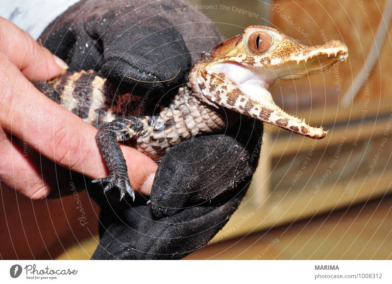 portrait of a baby crocodile Woman Adults Hand Nature Animal Paw Baby animal Brown Alligator Beige Saurians saurian Lacertilia Lizards Feet foot fart Crocodile