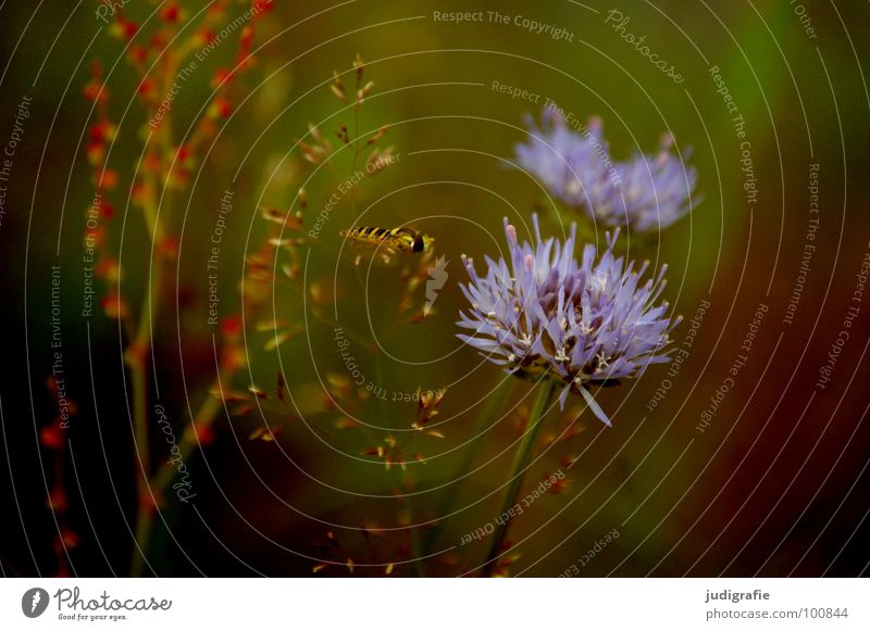 meadow Flying insect Insect Heathland Blossom Flower Plant Stalk Green Brown Black Summer Environment Growth Flourish Meadow Beautiful Fairy tale Fantastic