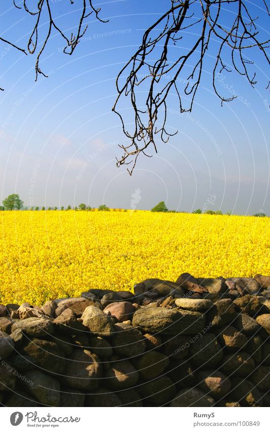 Meck-Pomm in spring Canola Stone wall Mecklenburg-Western Pomerania Yellow high churches Sky Branch