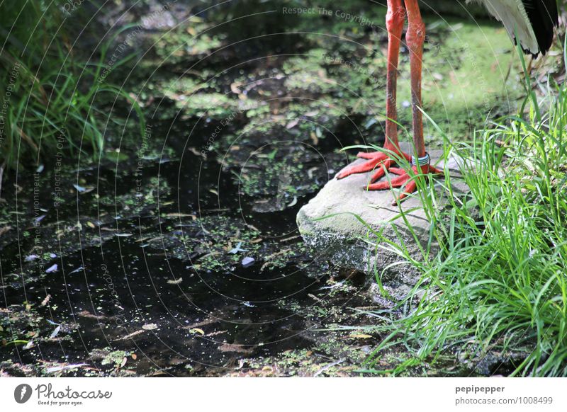 L L Plant Animal Earth Summer Grass Moss Garden Meadow Forest Wild animal Bird Claw Paw Zoo 1 Stone Sand Stand Green Colour photo Exterior shot Detail Day