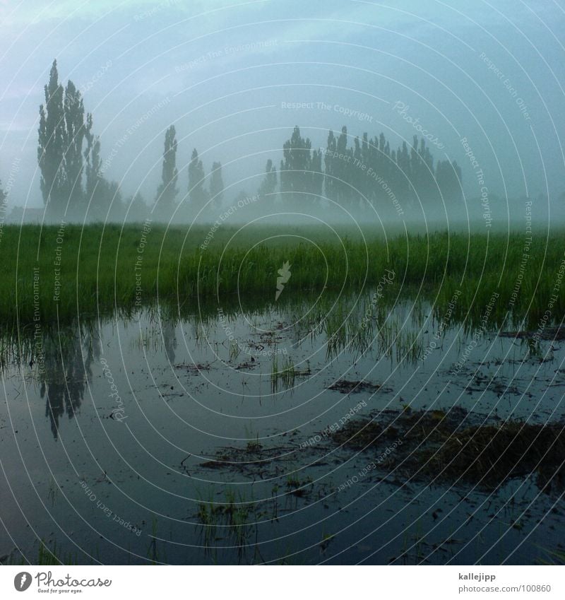 After the rain Cellphone camera Wet Puddle Reflection Fog Tree Poplar Green Environmental protection Beautiful Meadow Field Agriculture Grass Rainwater Go up