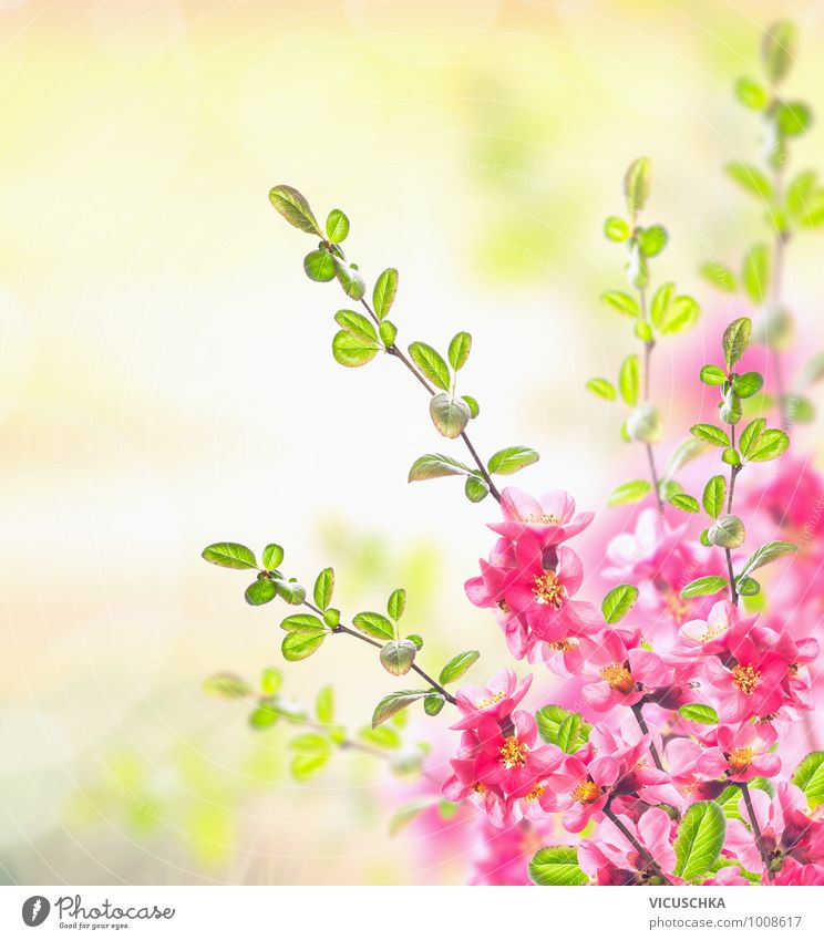 Pink flowering shrub, spring background Design Summer Garden Nature Plant Sunlight Spring Beautiful weather Flower Blossom Park Faded Fragrance