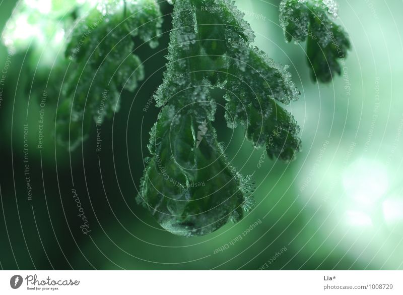 Cold in the forest Nature Winter Tree Foliage plant Green Frost Ice crystal Drop Frozen Christmas tree Detail Macro (Extreme close-up) Reflection