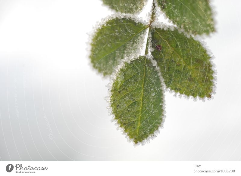 Frosty leaves Winter Ice Leaf Foliage plant Cold Frozen Exterior shot Detail Macro (Extreme close-up)