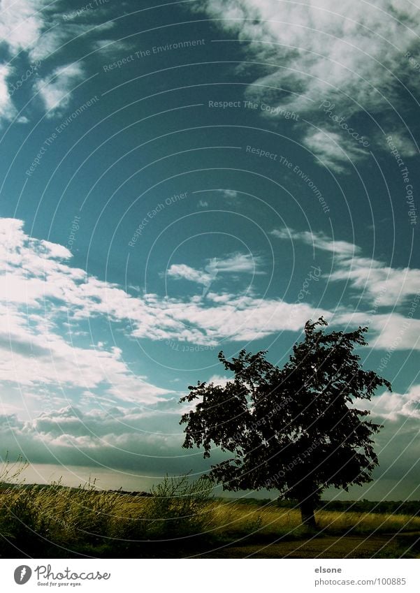 The calm before the storm Tree Field Clouds Green Calm Moody Beautiful Riesa Dresden Summer Stone Minerals Cherry tree siluette siluetta Nature Freedom Blue