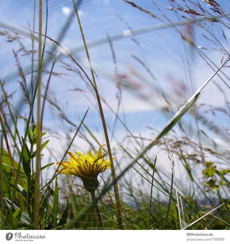 meadow beauty Meadow Flower Dandelion Blade of grass Grass Loneliness Beautiful Yellow Flower meadow Summer Growth Blossom Green Mountain Sky Graffiti Blue Hide