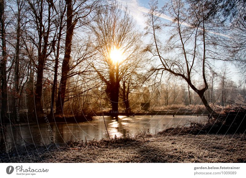 the last frost Landscape Sky Sun Sunlight Spring Weather Beautiful weather Ice Frost Tree Garden Cold Blue Brown Gold Colour photo Exterior shot Deserted