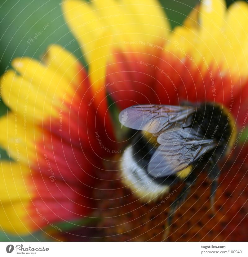 Goblet of Fire II Bumble bee Stamen Collection Work and employment Yellow Red Black Diligent Working man Services Macro (Extreme close-up) Close-up Blaze