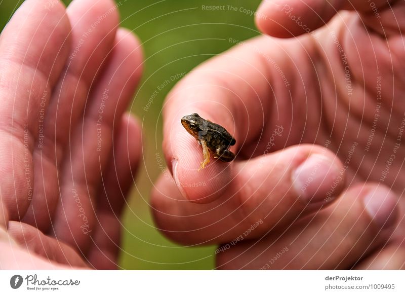 Kiss me! Kiss me! Environment Nature Animal Summer Bad weather Frog 1 Hideous Slimy Green Emotions Curiosity Nature reserve Animal face Amphibian Hand