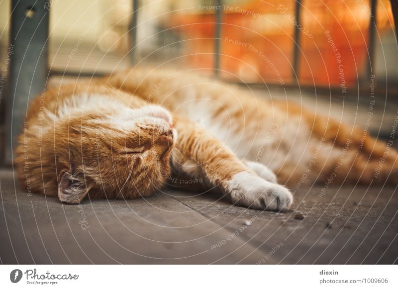 Come on, scratch me! Animal Pet Cat Pelt 1 Relaxation Lie Sleep Cuddly Contentment Joie de vivre (Vitality) Calm Colour photo Exterior shot Deserted Day Blur