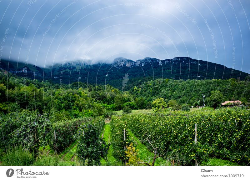 South Tyrol Nature Landscape Storm clouds Summer Climate Weather Beautiful weather Bushes Vine Alps Mountain Threat Fresh Cold Sustainability Idyll Moody