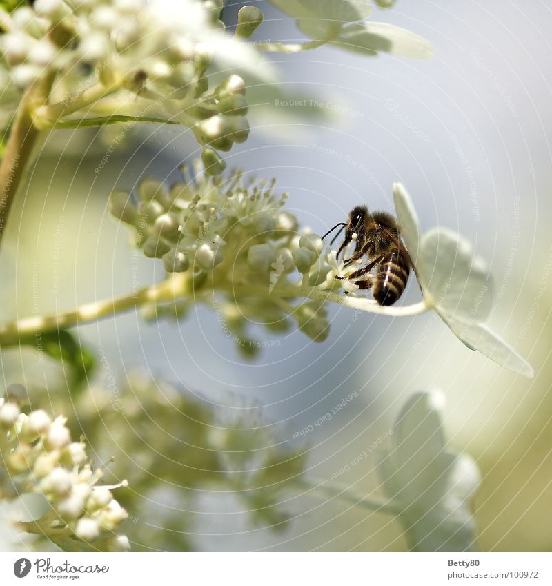 Hard working without end II Insect Bee Flower Stamen Blossom Collection Search Diligent To enjoy Costs Summer Macro (Extreme close-up) Close-up Nature Nectar