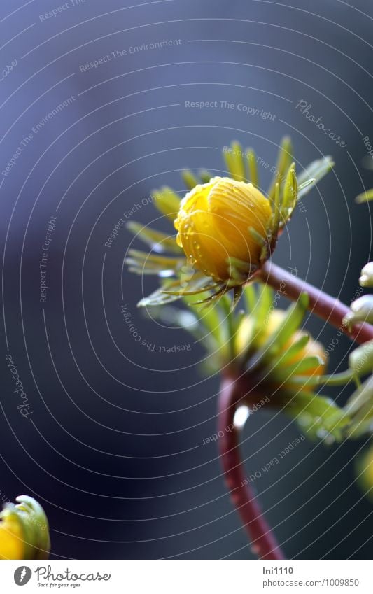 winterling Nature Plant Drops of water Winter Weather Bad weather Rain Flower Leaf Blossom Wild plant Eranthis hyemalis Garden Park Meadow Exceptional Dark Wet