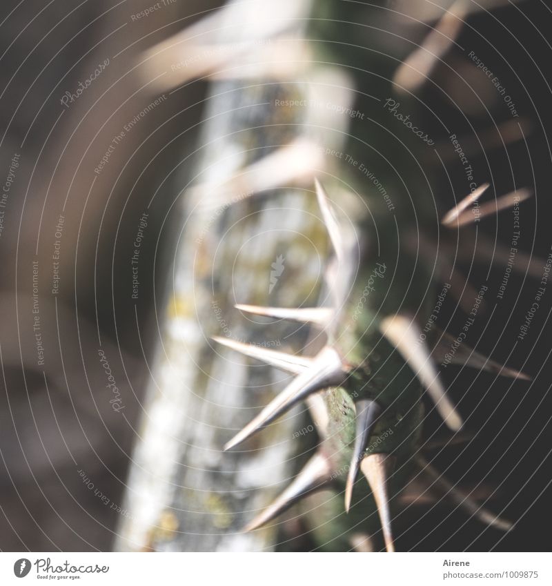 the way up Thorn rose bush climbing rose Tendril Wood Sign Point Thorny Brown Gray Green Pain Aggression Pierce Sting Subdued colour Exterior shot Detail